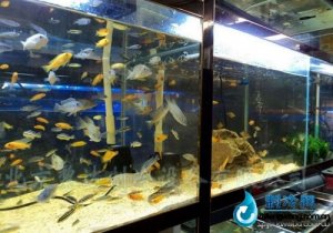 大型觀賞性魚(yú)缸